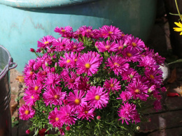 Aster krzaczasty- Aster dumosus 'Jenny'