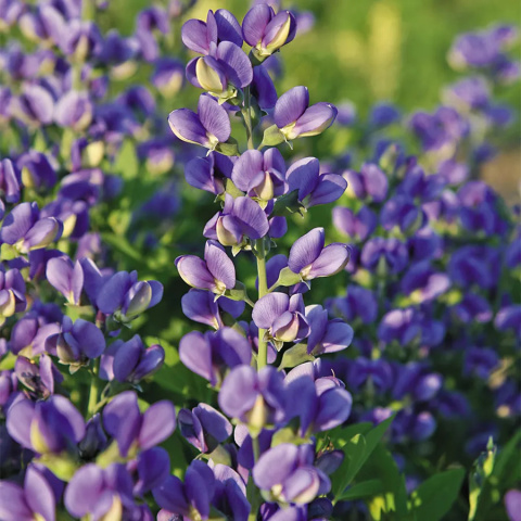 Baptysja 'Blueberry Sunday'