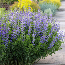 Baptysja australis 'Caspian Blue'