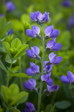 Baptysja australis 'Caspian Blue'