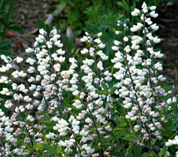 Baptysja pendula 'Alba'