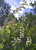 Baptysja pendula 'Alba'