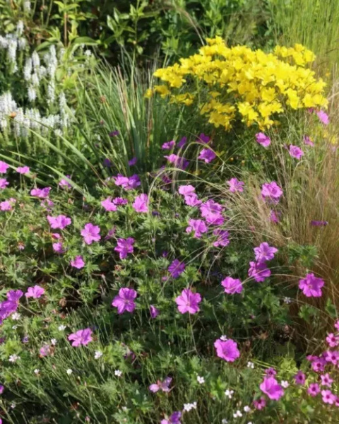 Bodziszek - Geranium 'Blushing Turtle'