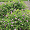 Bodziszek - Geranium 'Blushing Turtle'