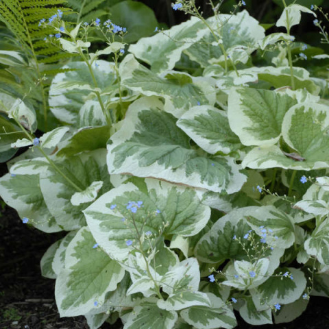 Brunnera 'Variegata' (p9)