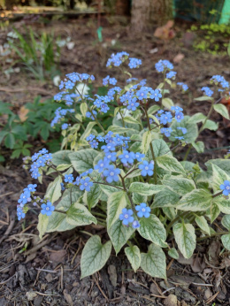 Brunnera 'Variegata' (p9)