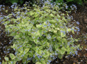 Brunnera 'Variegata' (p9)