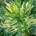 Bylica pospolita- Artemisia vulgaris 'Oriental Limelight'