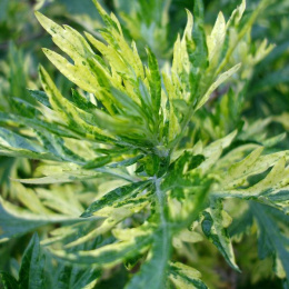 Bylica pospolitya- Artemisia vulgaris 'Oriental Limelight'