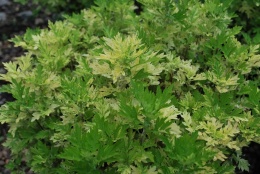 Bylica pospolita- Artemisia vulgaris 'Oriental Limelight' (W)