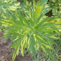 Bylica pospolita- Artemisia vulgaris 'Oriental Limelight'