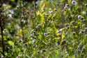 Czarcikęsik Kluka- Succisella inflexa 'Frosted Pearls'
