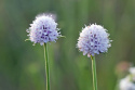 Czarcikęsik Kluka- Succisella inflexa 'Frosted Pearls'