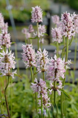 Czyściec- Stachys officinalis 'Pinky'