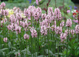 Czyściec- Stachys officinalis 'Pinky'