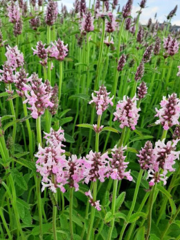 Czyściec- Stachys officinalis 'Pinky' (p9)