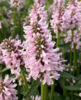 Czyściec- Stachys officinalis 'Summer Sweets'