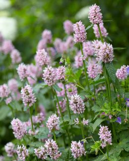 Czyściec- Stachys officinalis 'Summer Sweets'