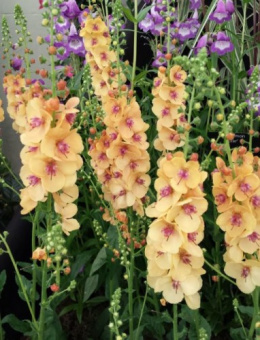 Dziewanna- Verbascum 'Clementine'