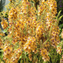 Dziewanna- Verbascum 'Clementine'