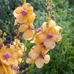 Dziewanna- Verbascum 'Clementine' (p9)