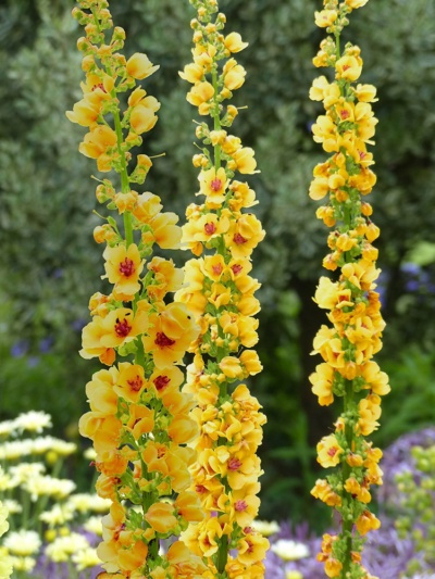 Dziewanna- Verbascum 'Cotswold Queen' (p9)