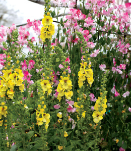 Dziewanna- Verbascum 'Cotswold Queen' (p9)