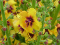 Dziewanna- Verbascum 'Cotswold Queen' (p9)