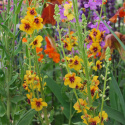 Dziewanna- Verbascum 'Cotswold Queen' (p9)