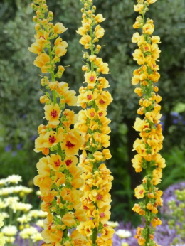 Dziewanna- Verbascum 'Cotswold Queen'