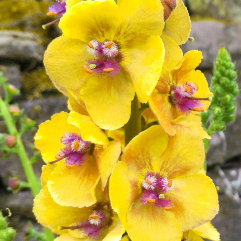 Dziewanna- Verbascum 'Cotswold Queen'