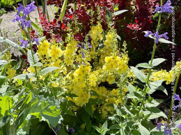 Dziewanna- Verbascum 'Gainsborough'