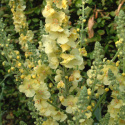 Dziewanna- Verbascum 'Gainsborough'