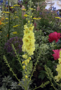 Dziewanna- Verbascum 'Gainsborough'