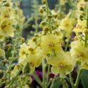 Dziewanna- Verbascum 'Gainsborough'