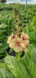 Dziewanna- Verbascum 'Honey Dijon'