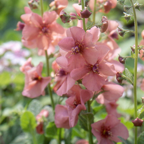 Dziewanna- Verbascum 'Jackie'