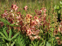 Dziewanna- Verbascum 'Jackie'