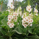 Dziewanna- Verbascum 'Jackie in Spots'