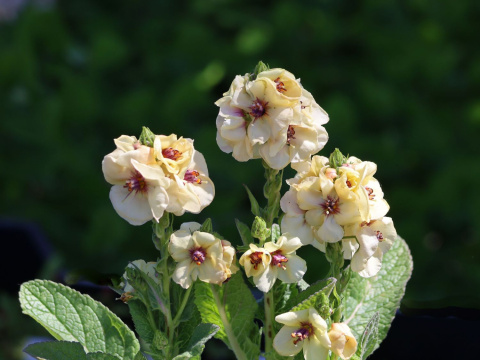 Dziewanna- Verbascum 'Jackie in Yellow'