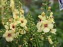 Dziewanna- Verbascum 'Jackie in Yellow'