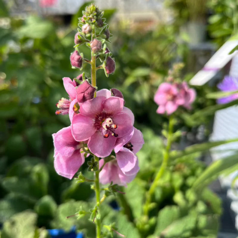 Dziewanna- Verbascum 'Lavender Lass' (p9)