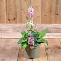 Dziewanna- Verbascum 'Lavender Lass' (p9)