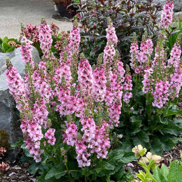 Dziewanna- Verbascum 'Lavender Lass'