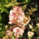 Dziewanna- Verbascum 'Jackie' (p9)