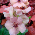 Dziewanna- Verbascum 'Jackie' (p9)