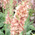 Dziewanna- Verbascum 'Jackie' (p9)