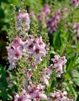 Dziewanna- Verbascum 'Jackie in Pink' (p9)