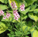 Dziewanna- Verbascum 'Jackie in Pink'