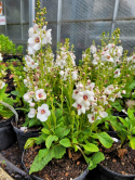 Dziewanna- Verbascum 'Jackie in Spots' (p9)